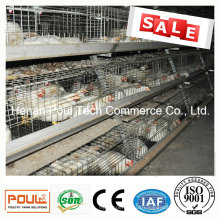 Poul Tech Meat Chicken Cage